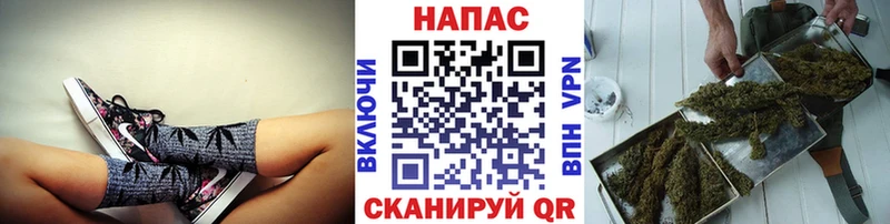 Канабис планчик  Купить  Донской 